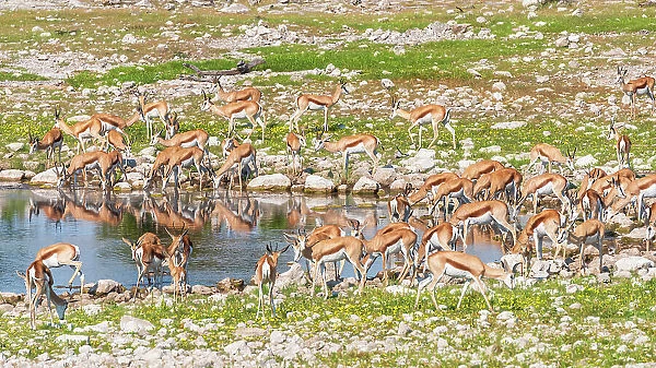 Africa, Namibia, Etosha National Park. A herd of Springbok drinking at a waterhole
