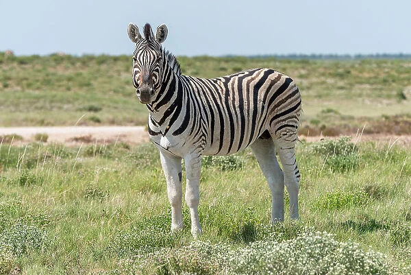 Africa, Namibia, Etosha National Park. A plains zebra