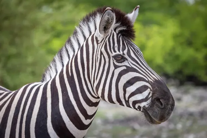Framed Print : Africa, Namibia, Etosha National Park. A portrait of a plains zebra Framed Print : Africa, Namibia, Etosha National Park. A portrait of a plains zebra