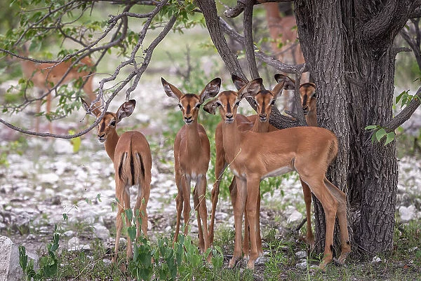 Africa, Namibia, Etosha National Park. The Kindergarden of the Impalas