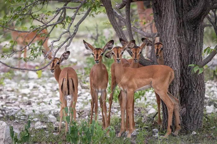 Framed Print : Africa, Namibia, Etosha National Park. The Kindergarden of the Impalas Framed Print : Africa, Namibia, Etosha National Park. The Kindergarden of the Impalas