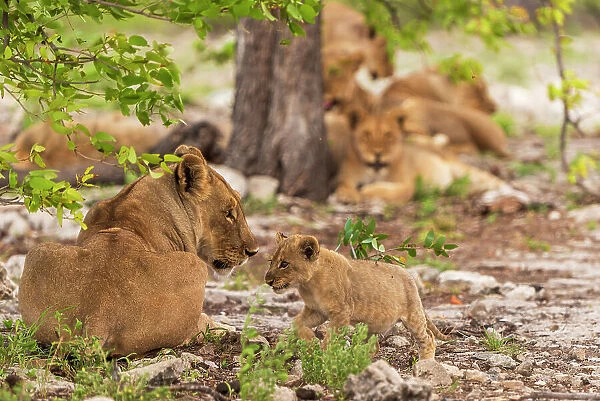 Africa, Namibia, Etosha National Park. A lion family, a female with a cub