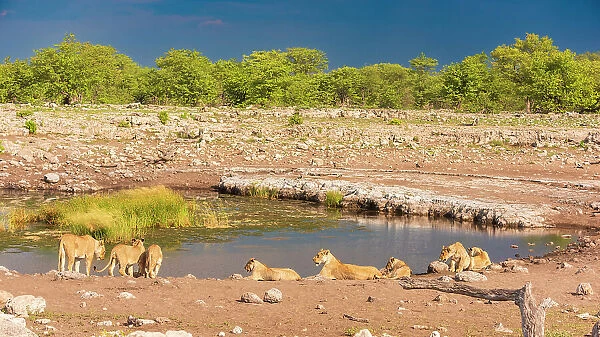Africa, Namibia, Etosha National Park. A lion family drinking at a waterhole