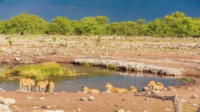 Framed Print : Africa, Namibia, Etosha National Park. A lion family drinking at a waterhole Framed Print : Africa, Namibia, Etosha National Park. A lion family drinking at a waterhole