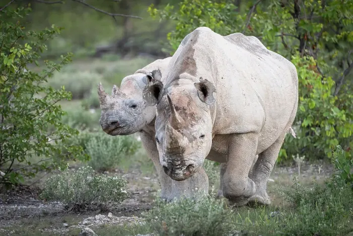 Framed Print : Africa, Namibia, Etosha National Park. A female black rhino with her calf Framed Print : Africa, Namibia, Etosha National Park. A female black rhino with her calf