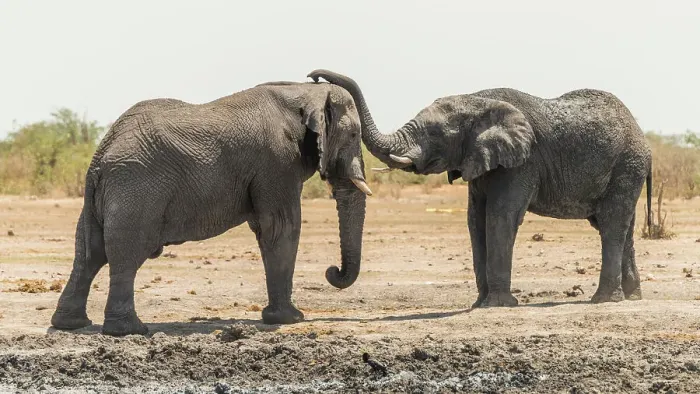 Framed Print : Africa, Namibia, Etosha National Park. two elephants playing