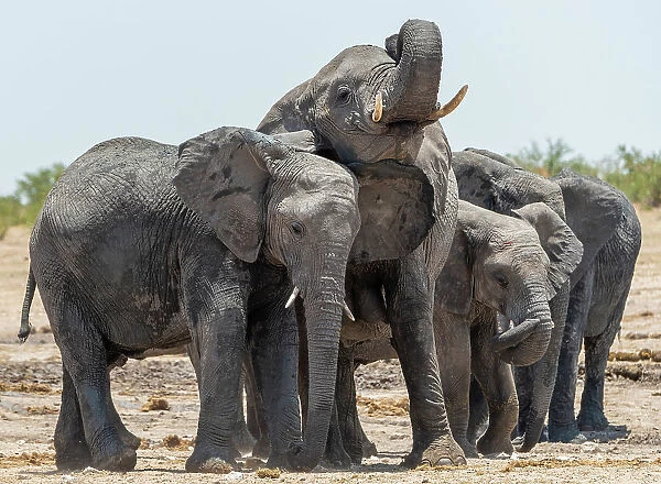 Africa, Namibia, Etosha National Park. An elephant family drinking at a waterhole