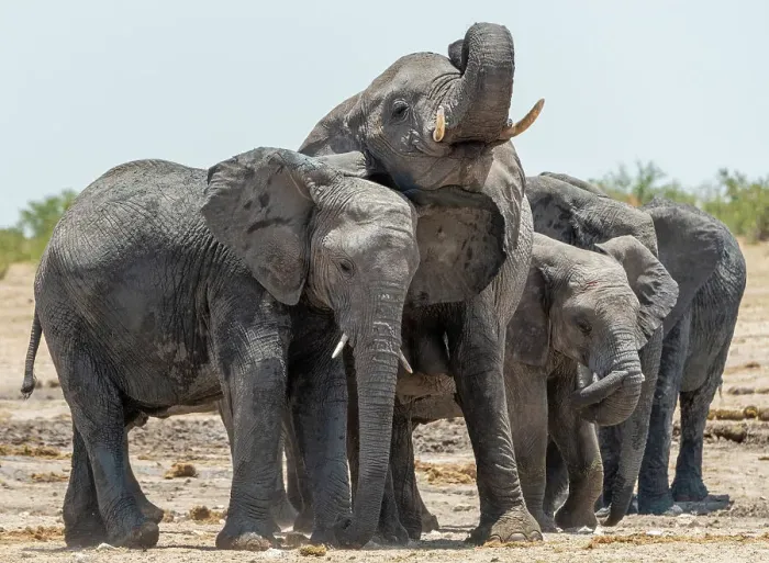Framed Print : Africa, Namibia, Etosha National Park. An elephant family drinking at a waterhole Framed Print : Africa, Namibia, Etosha National Park. An elephant family drinking at a waterhole