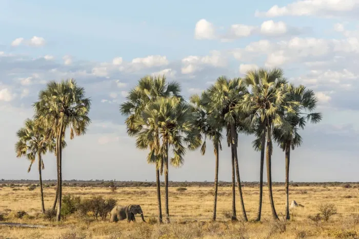 Framed Print : Africa, Namibia, Etosha National park. Elephants
