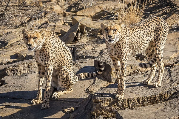 Africa, Namibia. A group of cheetahs at Neuras farm