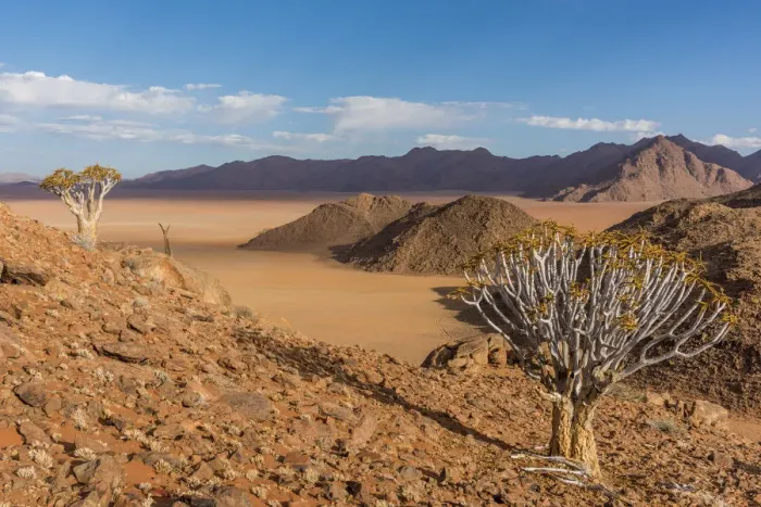 Framed Print : Africa, Namibia, Hardap region. Quiver trees and stunning landscape Framed Print : Africa, Namibia, Hardap region. Quiver trees and stunning landscape