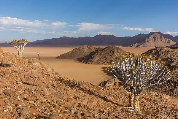 Africa, Namibia, Hardap region. Quiver trees and stunning landscape