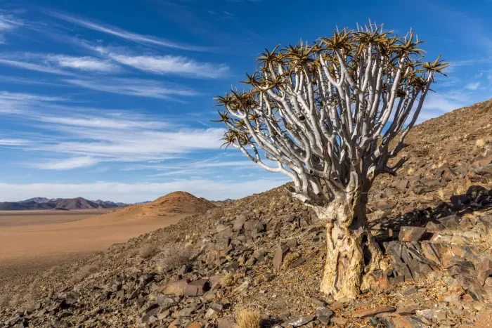 Framed Print : Africa, Namibia, Kanaan desert retreat. Quiver tree