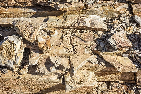 Africa, Namibia, Keetmanshop. Mesosaurus fossil found near to Keetmanshop