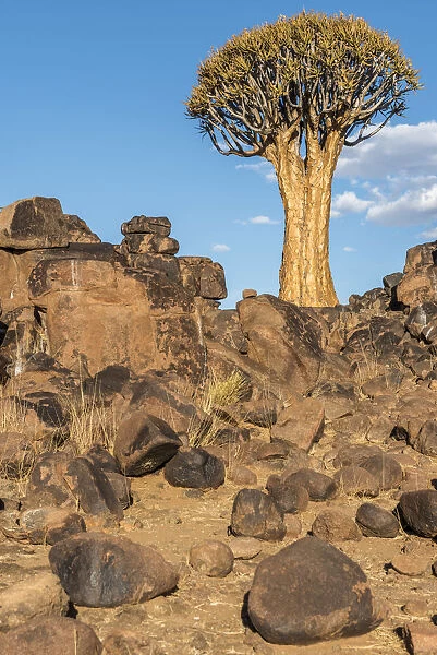 Africa, Namibia, Keetmanshop. Quiver trees and dolerite dykes
