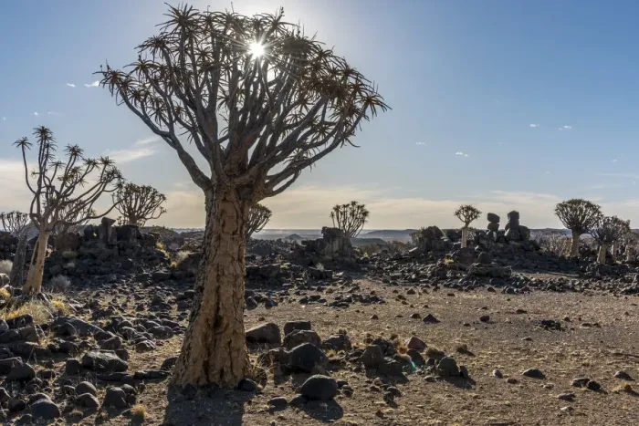Framed Print : Africa, Namibia, Keetmanshop. Quiver trees and dolerite dykes