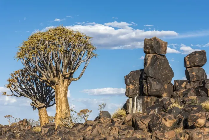 Framed Print : Africa, Namibia, Keetmanshop. Quiver trees and dolerite dykes