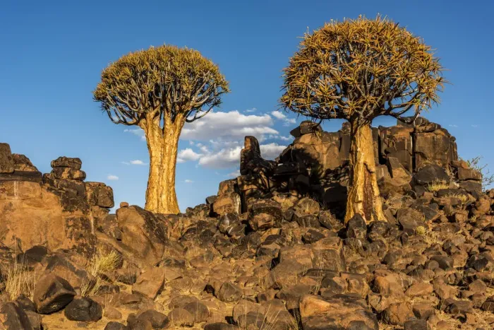 Framed Print : Africa, Namibia, Keetmanshop. Quiver trees and dolerite dykes Framed Print : Africa, Namibia, Keetmanshop. Quiver trees and dolerite dykes