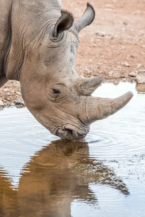 Framed Print : Africa, Namibia, Mariental. White Rhino drinking