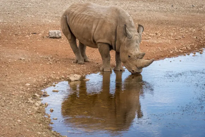 Framed Print : Africa, Namibia, Mariental. White Rhino drinking