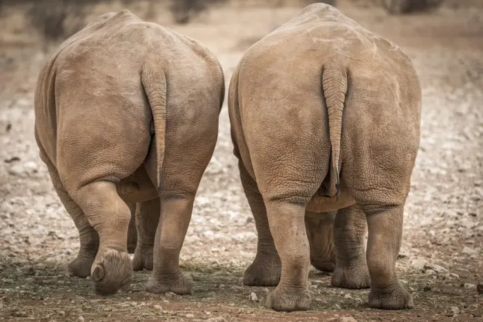 Framed Print : Africa, Namibia, Mariental. White Rhinos Framed Print : Africa, Namibia, Mariental. White Rhinos