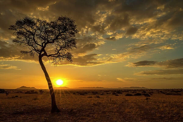 Africa, Namibia. Namib Naukluft area. A sunset with a tree