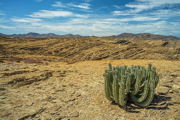 Africa, Namibia. Namib Naukluft park. an euphorbia virosa plant in the dry environment