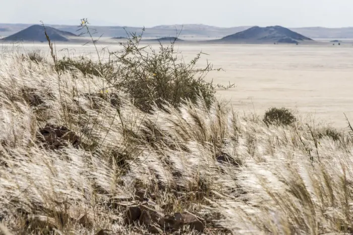 Framed Print : Africa, Namibia, Namib Rand area. Farm Kanaan. Silvery shiny grass Framed Print : Africa, Namibia, Namib Rand area. Farm Kanaan. Silvery shiny grass