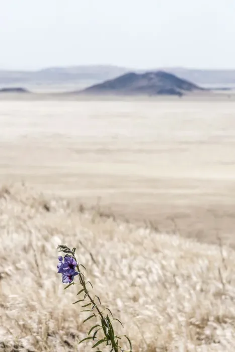 Framed Print : Africa, Namibia, Namib Rand area. Farm Kanaan. Flower in the desert after the rain Framed Print : Africa, Namibia, Namib Rand area. Farm Kanaan. Flower in the desert after the rain