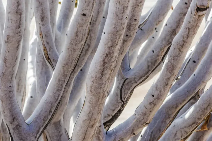Framed Print : Africa, Namibia, Namib Rand area. Quiver Tree Framed Print : Africa, Namibia, Namib Rand area. Quiver Tree