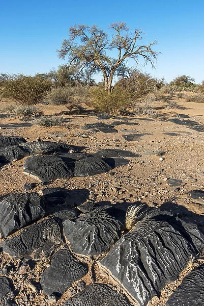 Africa, Namibia, near Keetmanshop. Stones with elephant skin erosion and an acacia tree