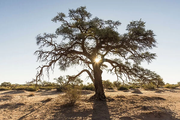 Africa, Namibia, near Keetmanshop. A camelthorn tree at sunset