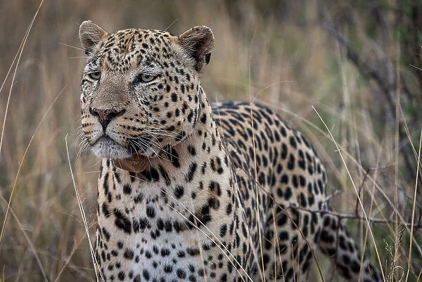 Africa, Namibia, Okonjima nature reserve. Leopard during a Leopard tour
