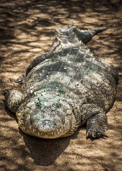 Africa, Namibia, Otjiwarongo. Crocodile at the farm