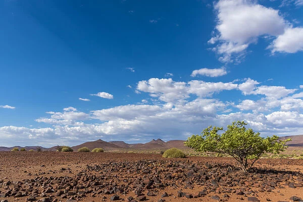 Africa, Namibia, Palmwag. Landscape with Shepherds tree