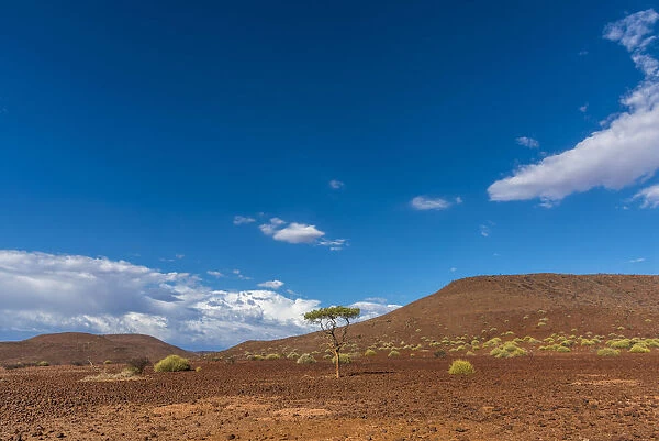Africa, Namibia, Palmwag. Landscape with Shepherds tree