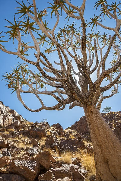 Africa, Namibia. a Quiver tree in southern Namibia