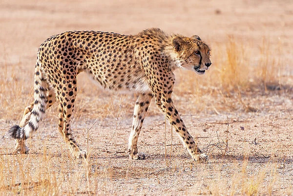 Africa, Namibia. Solitaire area. A cheetah