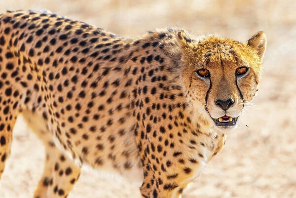 Africa, Namibia. Solitaire area. A cheetah portrait