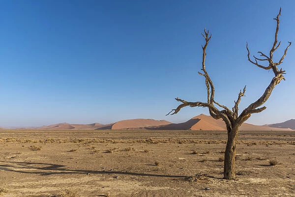 Africa, Namibia, Sossusvlei. A dead camelthorn tree in the desert