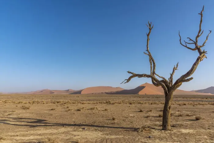 Framed Print : Africa, Namibia, Sossusvlei. A dead camelthorn tree in the desert Framed Print : Africa, Namibia, Sossusvlei. A dead camelthorn tree in the desert