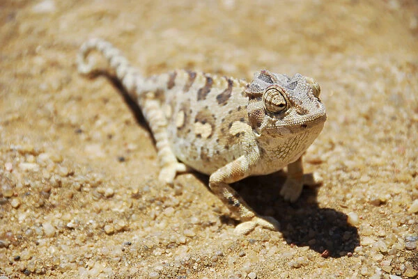 Africa, Namibia, Swakopmund. Namaqua chameleon in the desert
