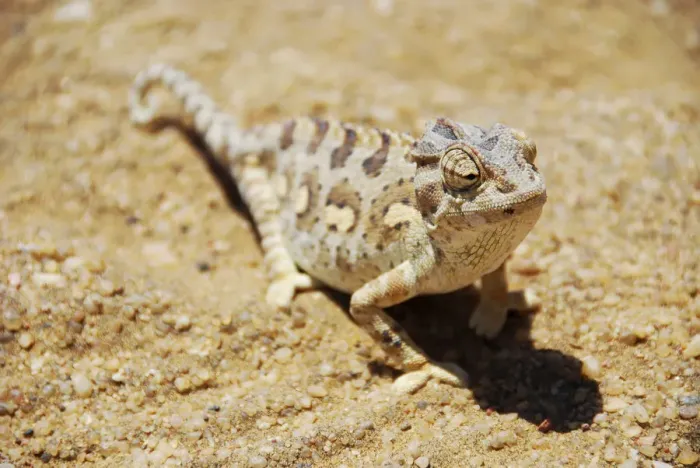 Framed Print : Africa, Namibia, Swakopmund. Namaqua chameleon in the desert