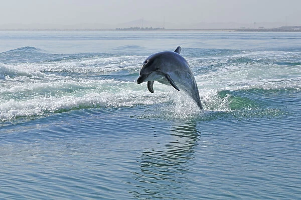 Africa, Namibia, Walvis Bay, Dolphins in the harbour