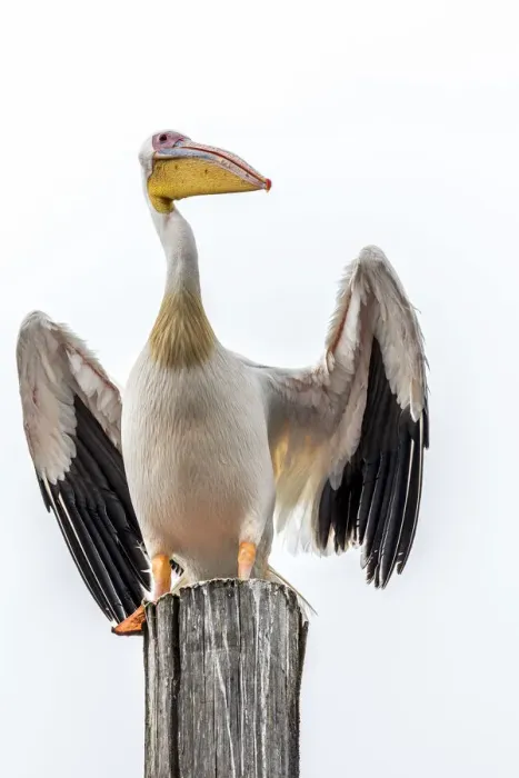 Framed Print : Africa, Namibia, Walvis Bay. Great White Pelican Framed Print : Africa, Namibia, Walvis Bay. Great White Pelican