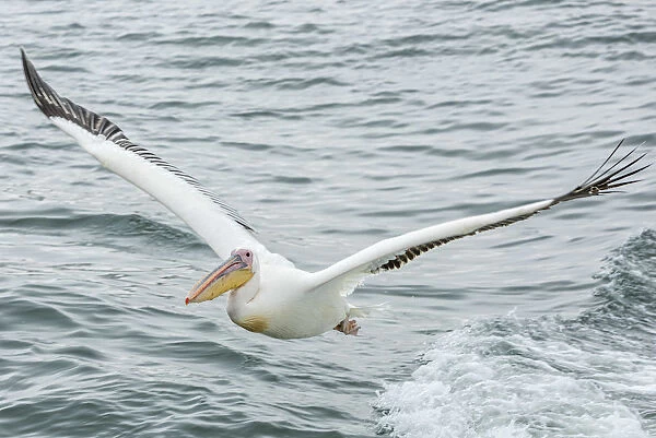Africa, Namibia, Walvis Bay. Great White Pelican