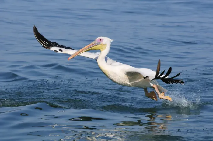 Framed Print : Africa, Namibia, Walvis Bay, Pelican in flight Framed Print : Africa, Namibia, Walvis Bay, Pelican in flight