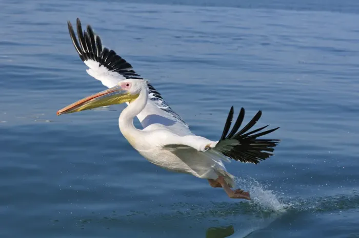 Framed Print : Africa, Namibia, Walvis Bay, Pelican in flight Framed Print : Africa, Namibia, Walvis Bay, Pelican in flight