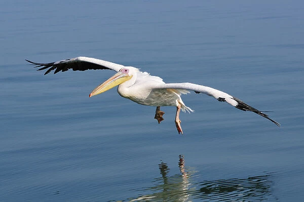 Africa, Namibia, Walvis Bay, Pelican in flight