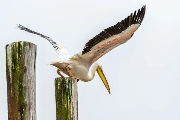 Framed Print : Africa, Namibia, Walvis Bay. Pelican taking off